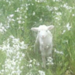 Meet your Posher, Abbey